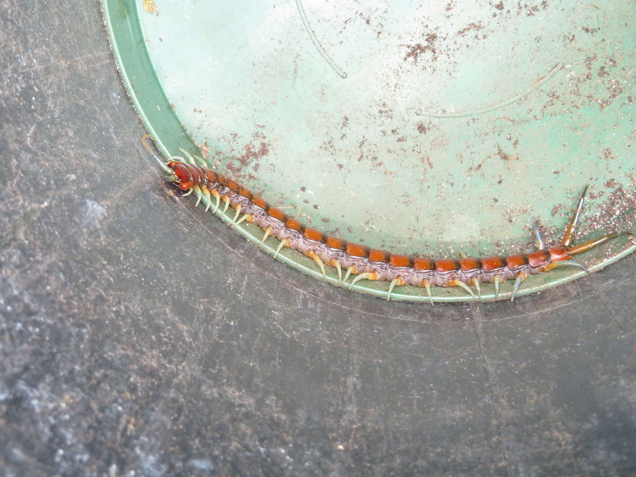 Image of Giant centipede