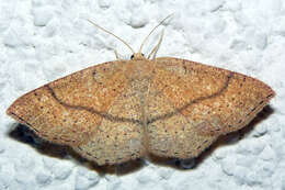 Cyclophora ruficiliaria Herrich-Schäffer 1855 resmi