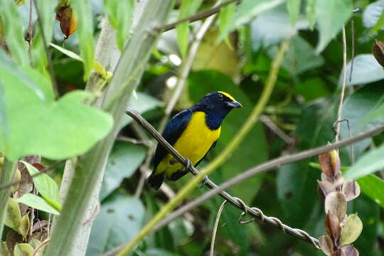 Image of Spot-crowned Euphonia