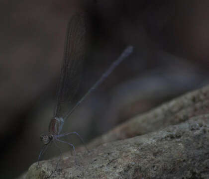 Image of Glistening Demoiselle