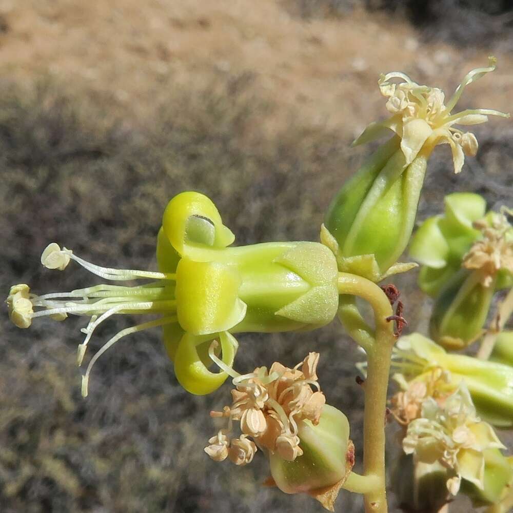 Imagem de Tylecodon wallichii subsp. ecklonianus (Harv.) H. Tölken