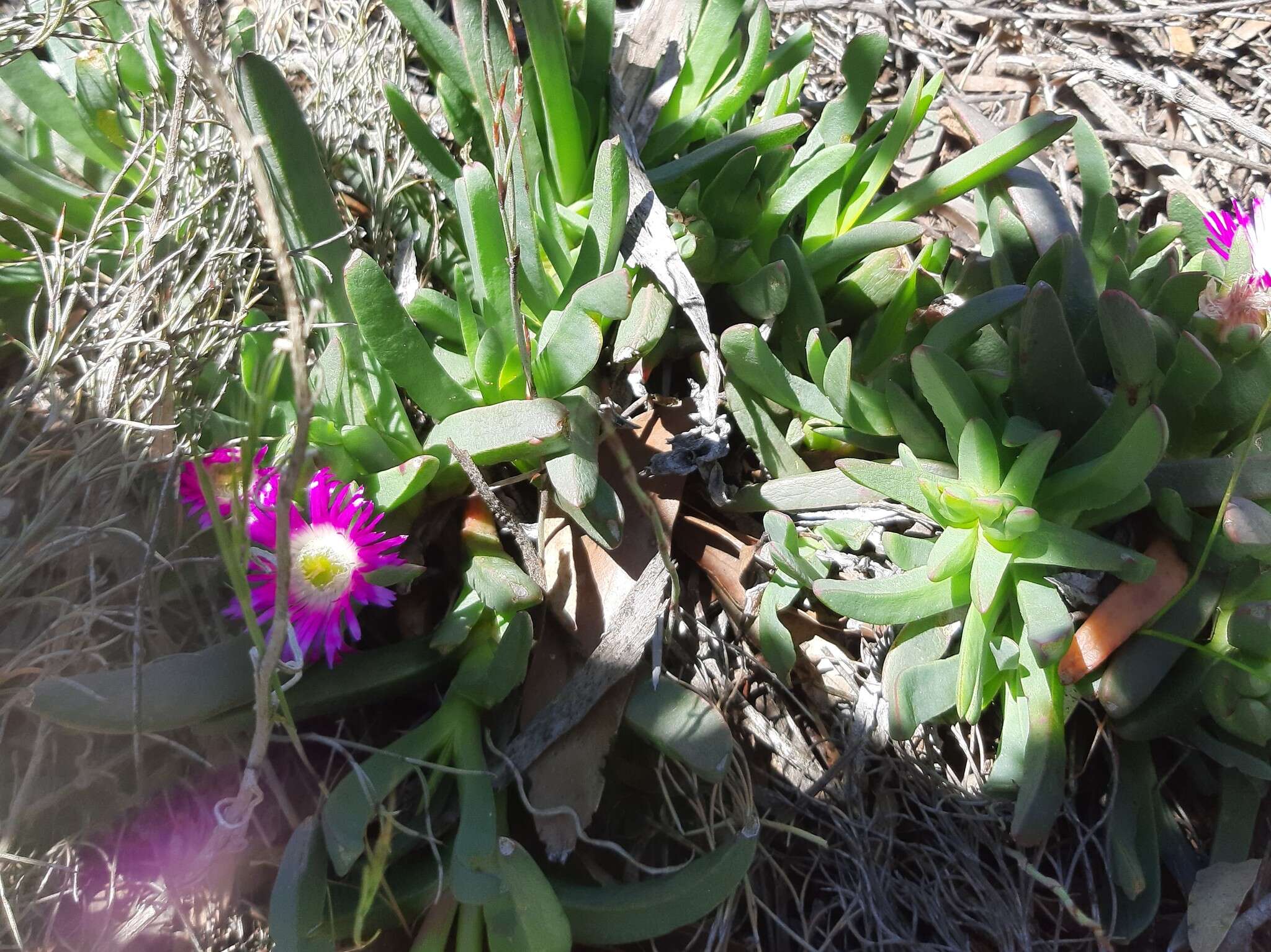 Image of Carpobrotus modestus S. T. Blake