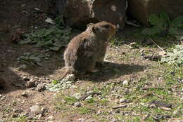 Image of Sloggett's Vlei Rat