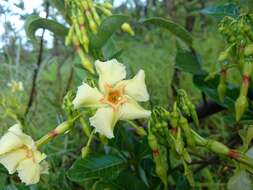 Plancia ëd Odontadenia hypoglauca (Stadelm.) Müll. Arg.