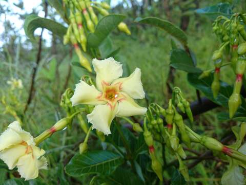 Plancia ëd Odontadenia hypoglauca (Stadelm.) Müll. Arg.