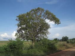 Image of Venetian sumac