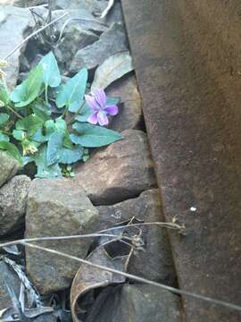 Image of Viola betonicifolia subsp. nagasakiensis (W. Becker) Y. S. Chen