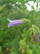 Image of Campanula sibirica subsp. elatior (Fomin) Fed.