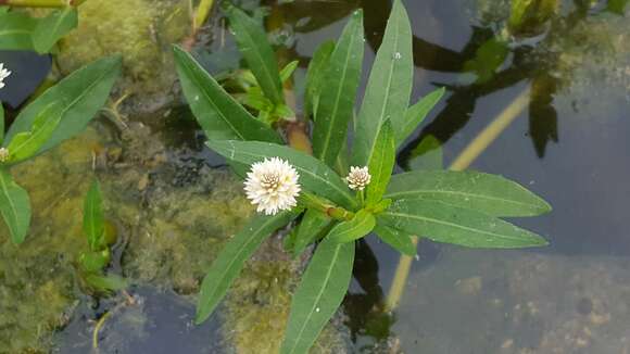 Imagem de Alternanthera philoxeroides (Mart.) Griseb.