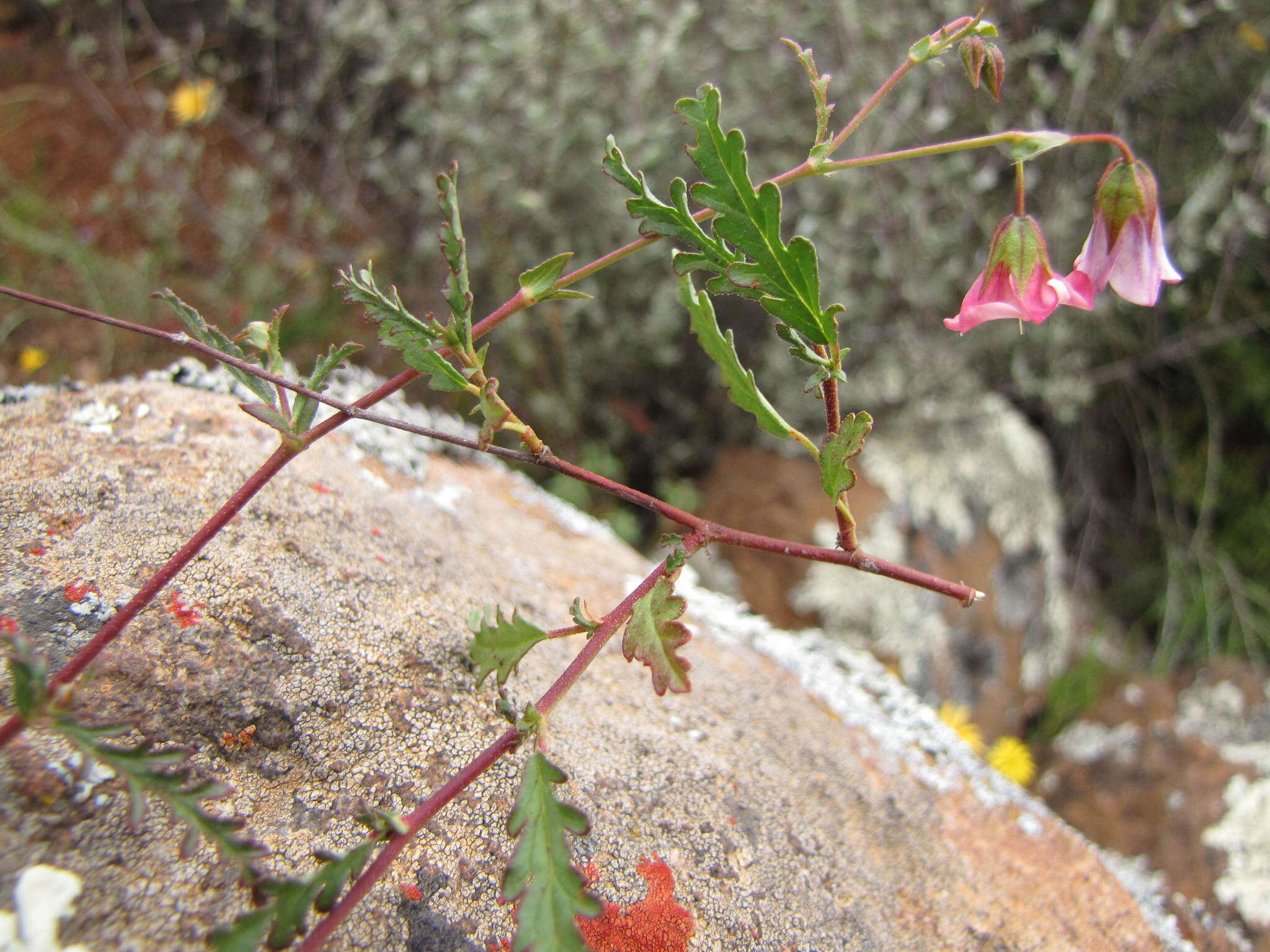 Image de Hermannia glabrata L. fil.