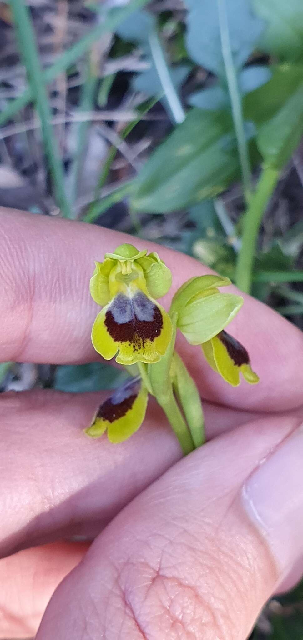 Image of Ophrys battandieri E. G. Camus