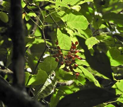 Image of Vitex queenslandica (Munir) Bramley