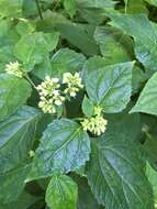 Image of Ageratina roanensis