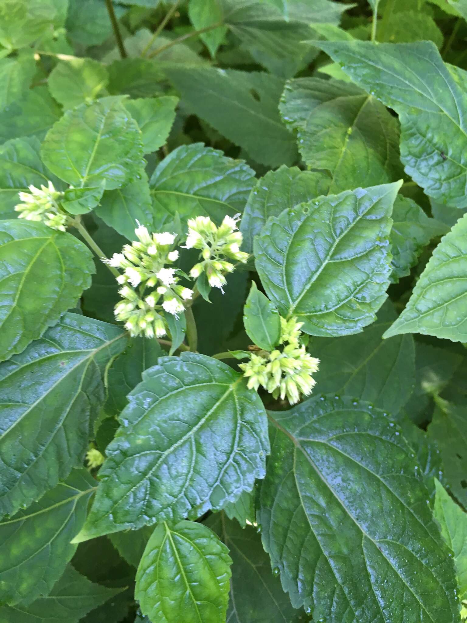 Image of Ageratina roanensis