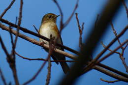 Image of Orange-flanked Bush-Robin