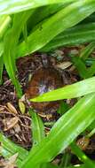 Image of Gulf Coast box turtle