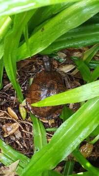 Image of Gulf Coast box turtle