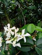 Image of Star-jasmine or Confederate-jasmine