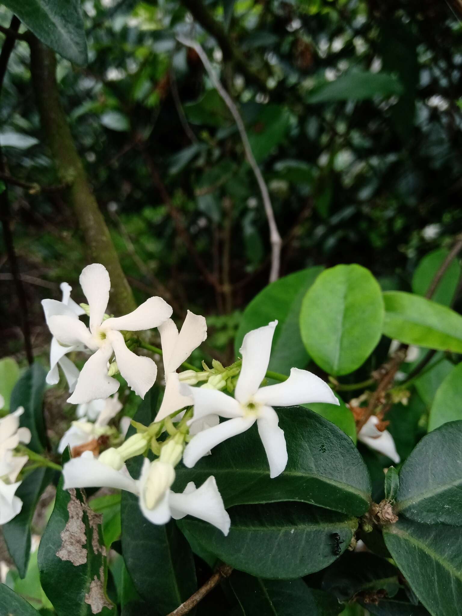 Plancia ëd Trachelospermum jasminoides (Lindl.) Lem.