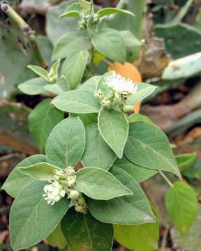 Image of pepperbush