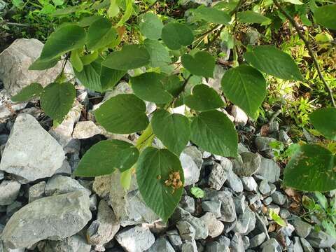 Image of Tilia americana var. mexicana (Schltdl.) J. W. Hardin