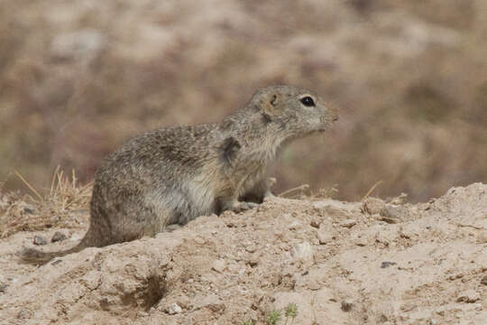 Image of Great Basin Ground Squirrel