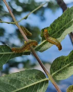 Image of Mountain-ash sawfly