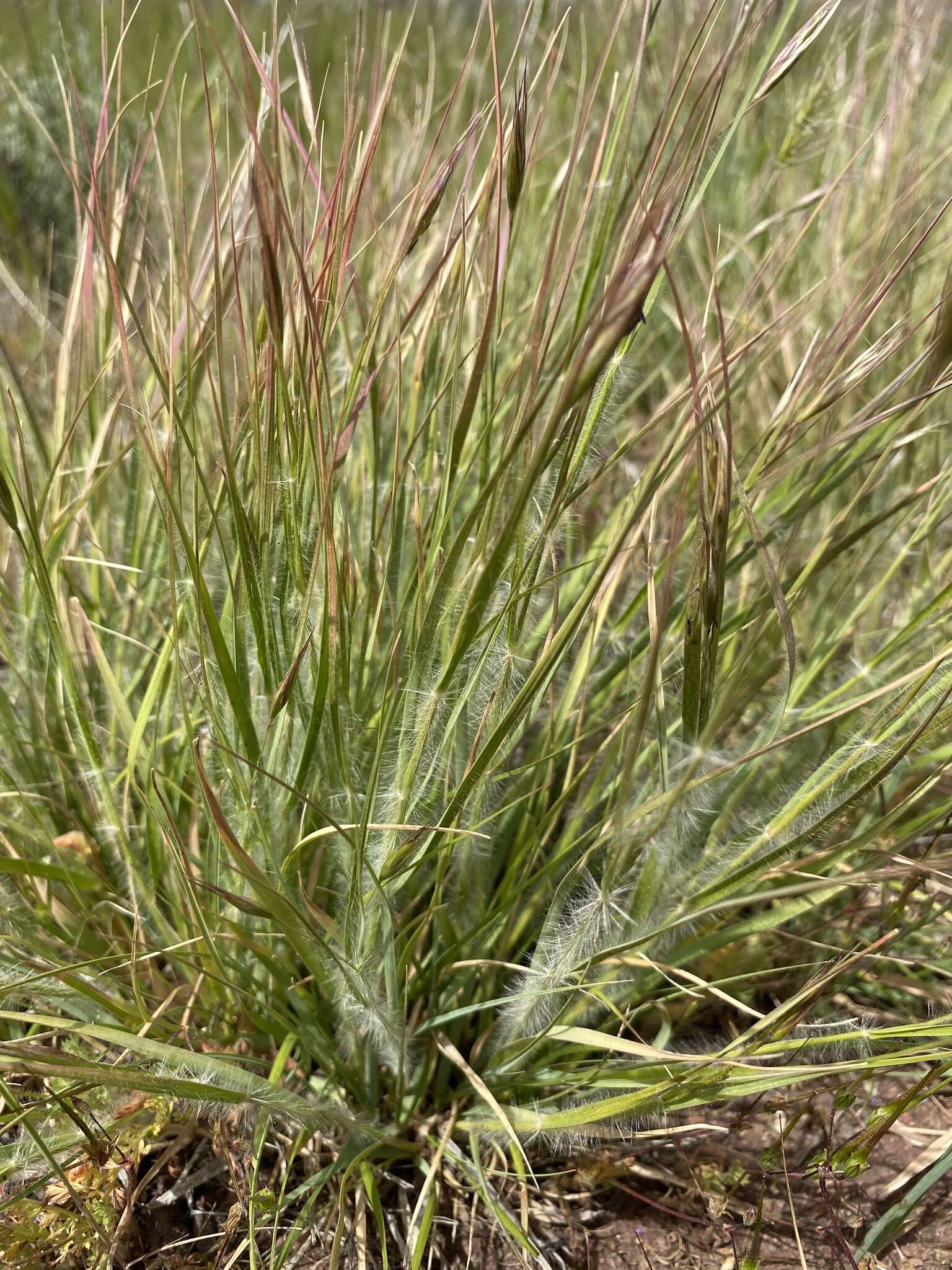 Danthonia unispicata (Thurb.) Munro ex Macoun的圖片