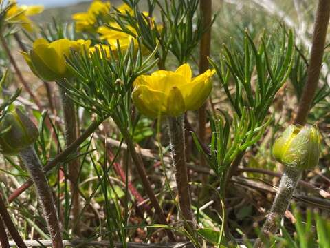 Image of Ranunculus gunnianus Hook.