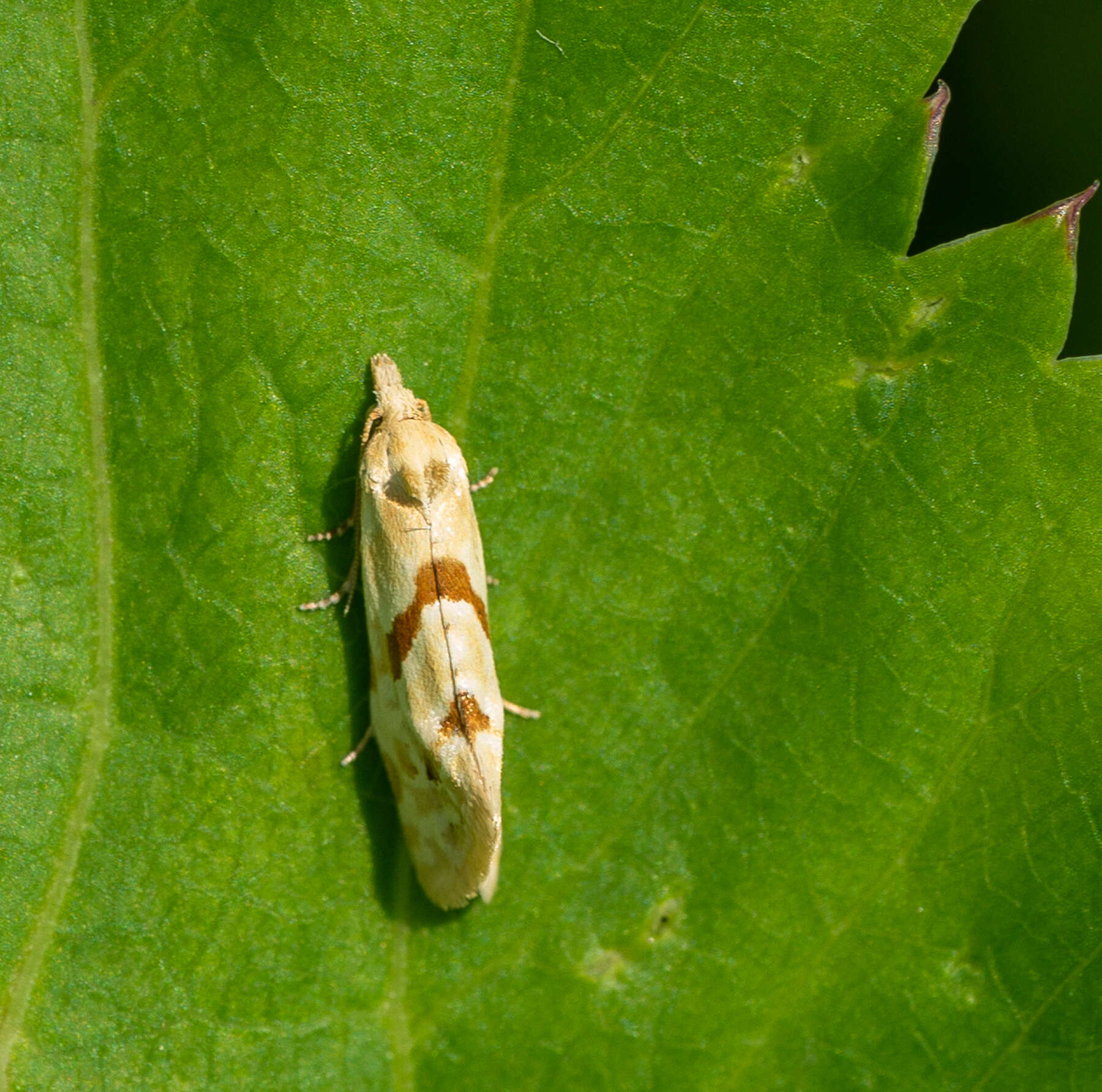 Image of Aethes smeathmanniana Fabricius 1781