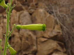 Image of Nicotiana solanifolia Walp.