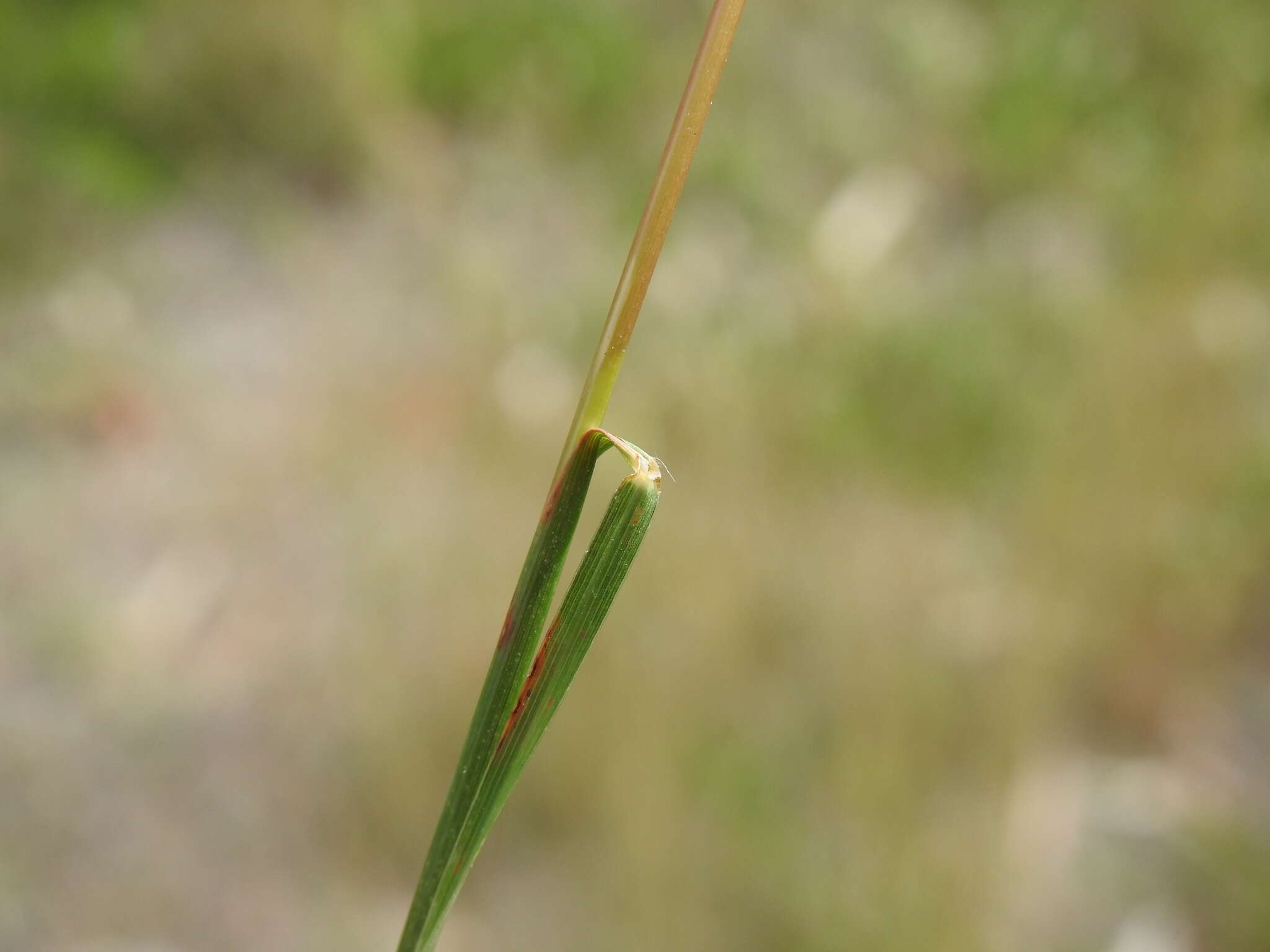 صورة Bothriochloa decipiens (Hack.) C. E. Hubb.