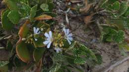 Image of Scaevola crassifolia Labill.