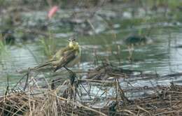 Image of Motacilla tschutschensis tschutschensis Gmelin & JF 1789