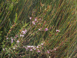 Image of Agathosma pungens (E. Mey. ex Sond.) Pillans