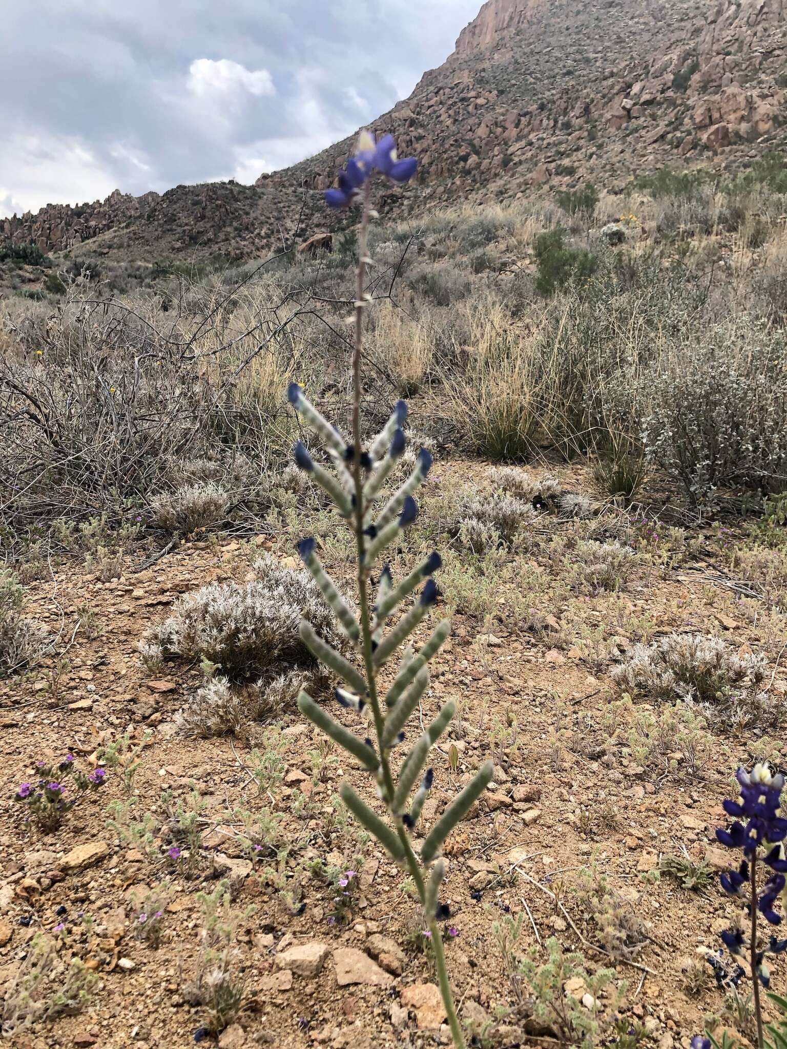 Imagem de Lupinus havardii S. Watson