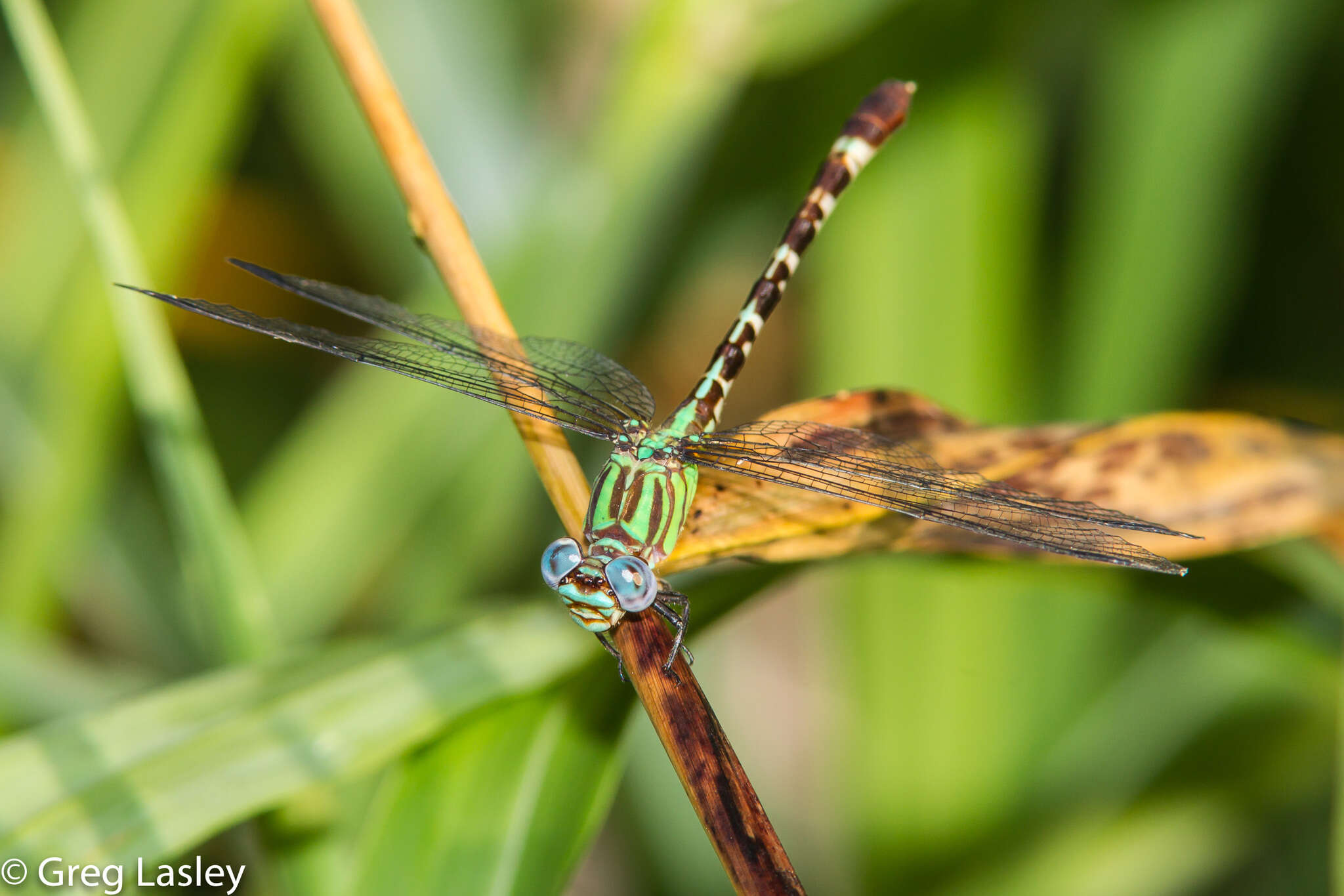 Image of Blue-faced Ringtail