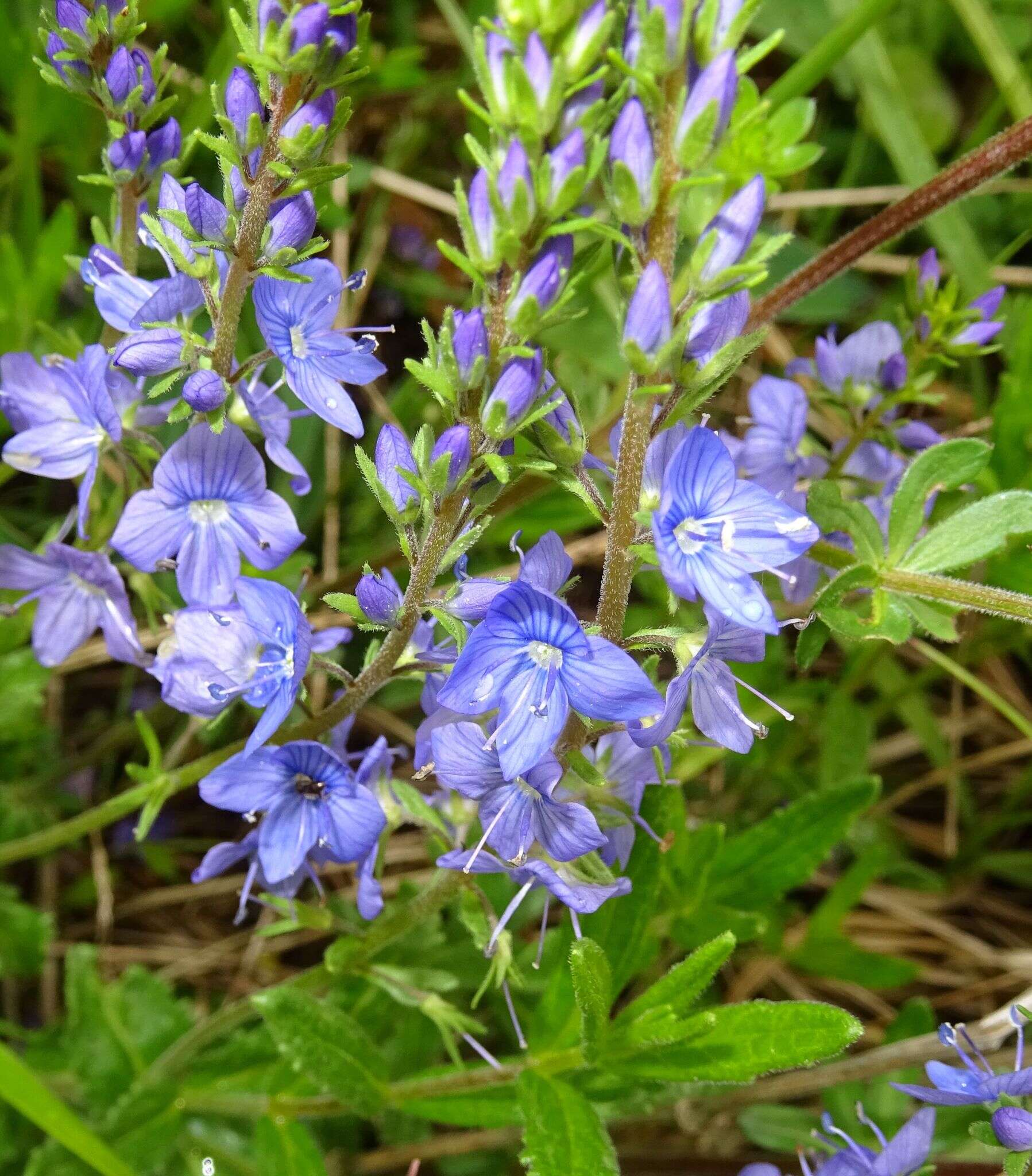 Image of Veronica satureiifolia Poit. & Turp.