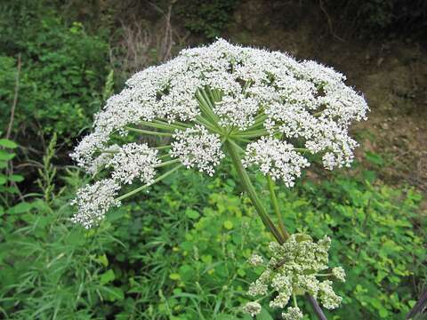 Image of Angelica cincta H. Boiss.