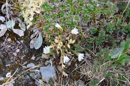 Image of mouse-ear chickweed