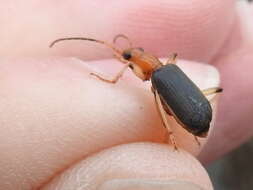 Image of Brachinus (Neobrachinus) adustipennis Erwin 1969