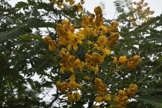 Imagem de Senna nicaraguensis (Benth.) H. S. Irwin & Barneby