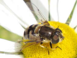 Image de Eristalis dimidiata Wiedemann 1830