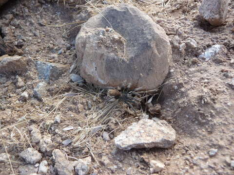 Image of Paloma Dwarf Tarantula