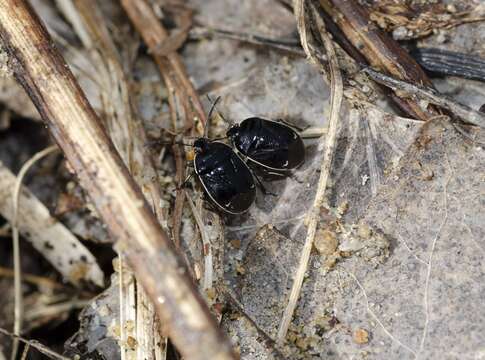 Plancia ëd Sehirus cinctus albonotatus Dallas 1851