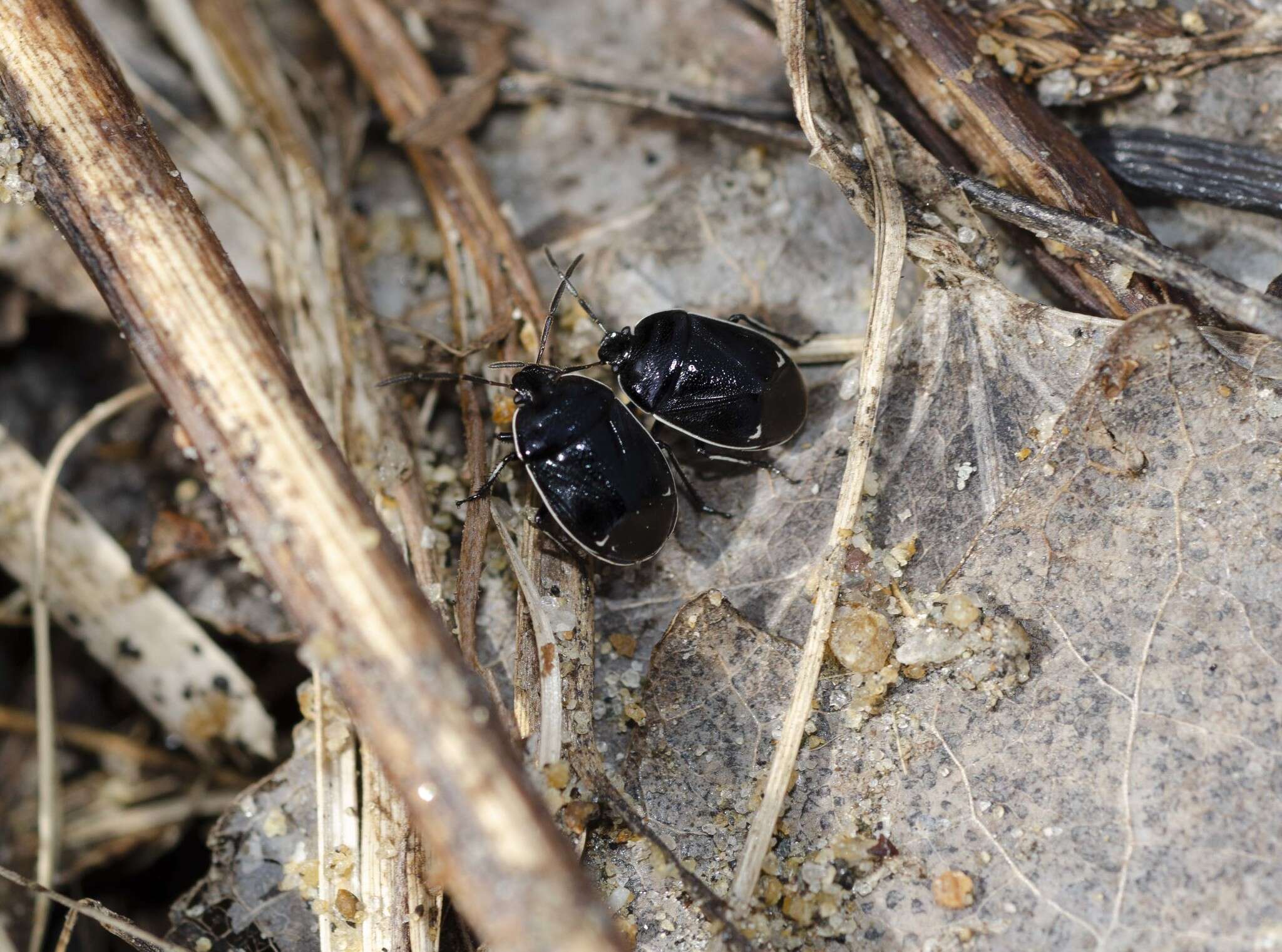 Plancia ëd Sehirus cinctus albonotatus Dallas 1851