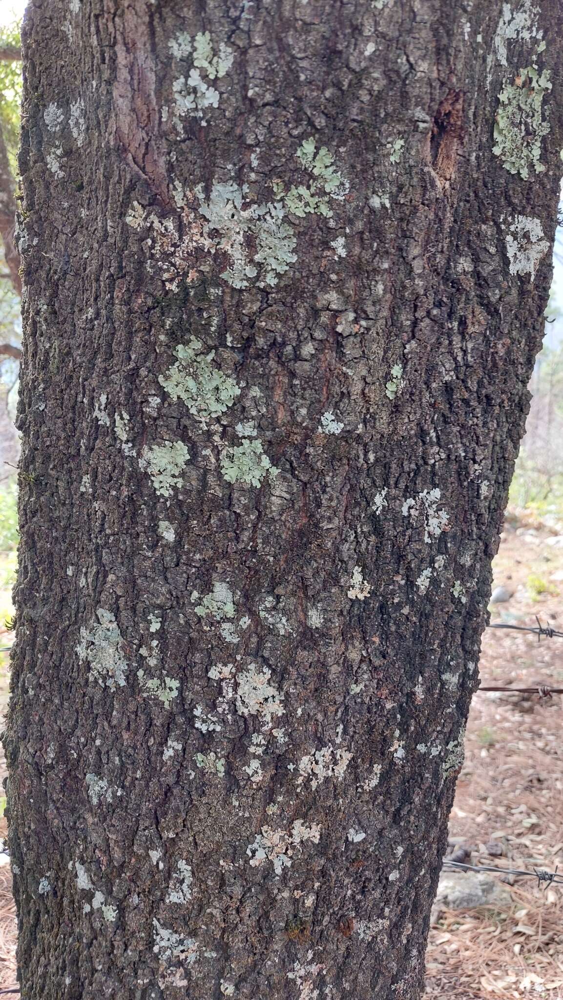 Imagem de Quercus pinnativenulosa C. H. Mull.