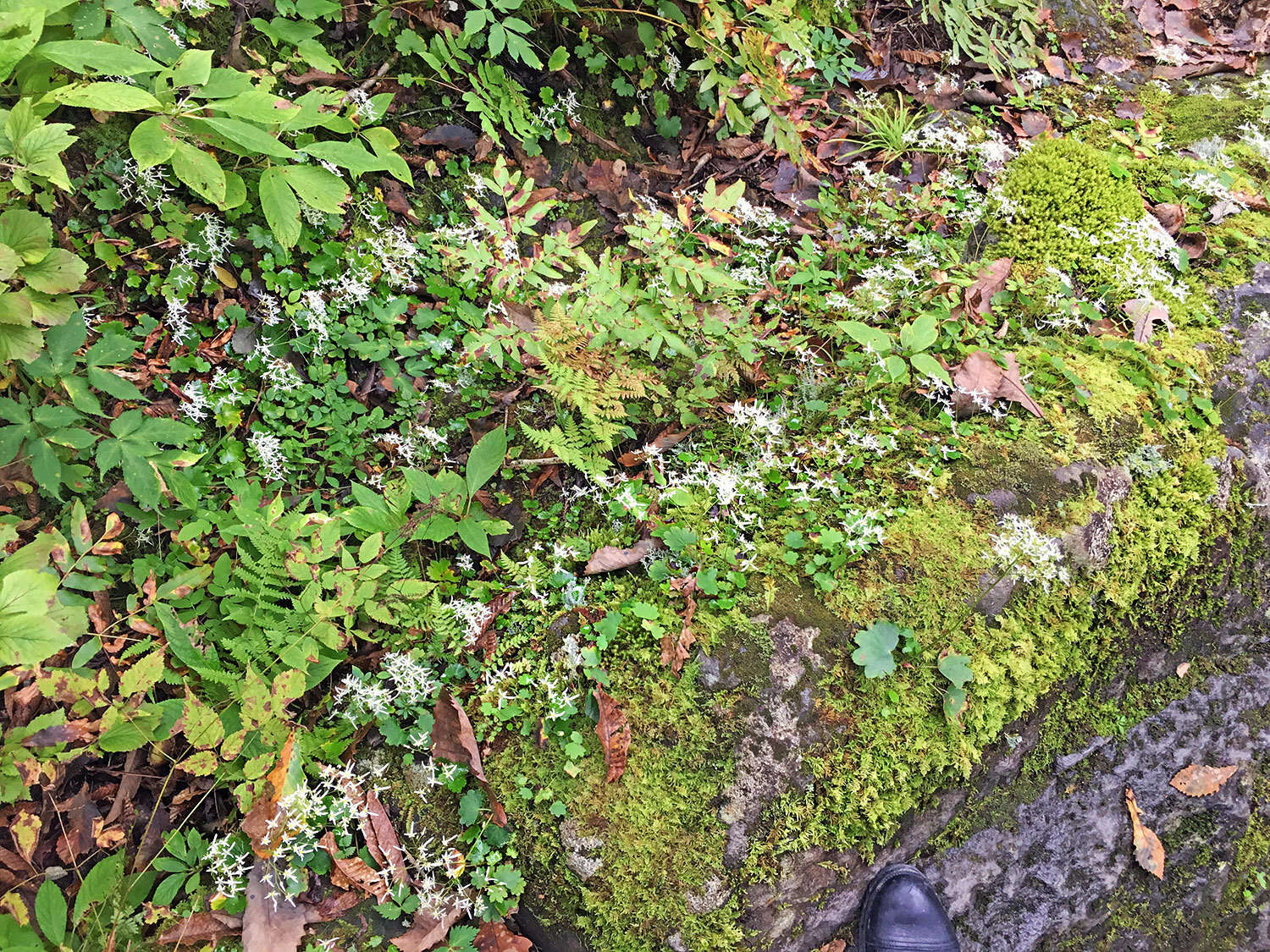 Plancia ëd Saxifraga fortunei var. alpina (Matsumura & Nakai) Nakai