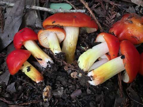 Imagem de Hygrocybe laetissima (A. H. Sm. & Hesler) Singer 1951