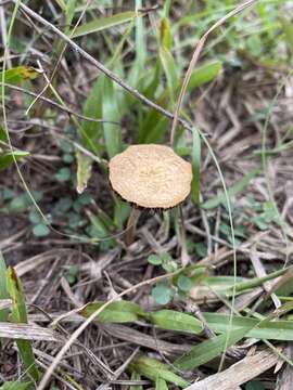 Image de Agrocybe retigera (Speg.) Singer 1951